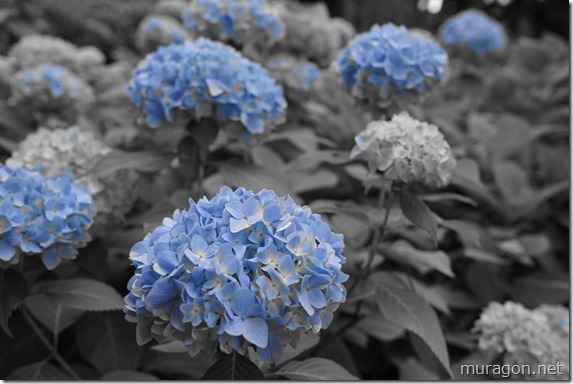 gon1605DSC02794 gon1605DSC02794