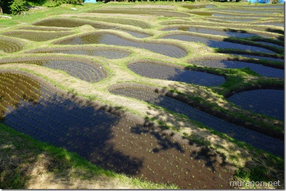 金山棚田 金山棚田