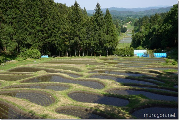 金山棚田 金山棚田
