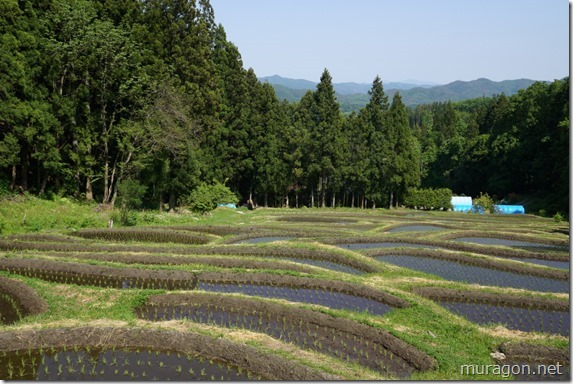金山棚田 金山棚田