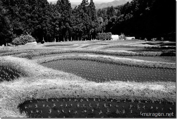 金山棚田 金山棚田
