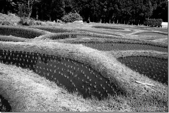金山棚田 金山棚田