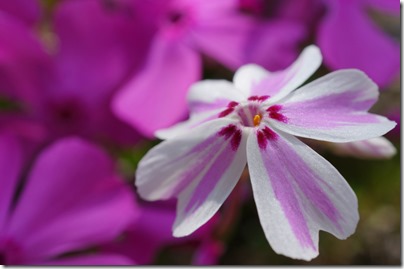 芝桜